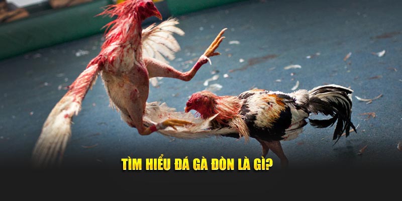 Khái quát về đá gà đòn tại 99ok