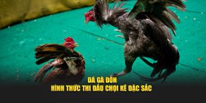 Đá Gà Đòn